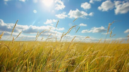 Obraz premium Explore the impact of climate change on grasslands. How are rising temperatures and altered precipitation patterns affecting grass health and grassland ecosystems