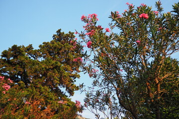 Nerium oleander, rosebay cultivated worldwide in temperate and subtropical areas as an ornamental...