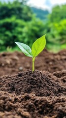 Fototapeta premium A vibrant green sprout emerging from rich soil, symbolizing growth and renewal in nature's beautiful environment.