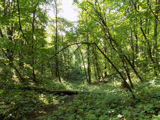 Obraz premium trees in the forest