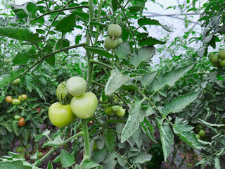green tomatoes on a branch