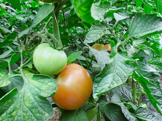tomatoes on the vine