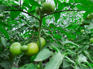 green tomatoes on a vine