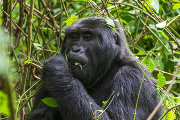 Mountain gorilla, Uganda, Africa.