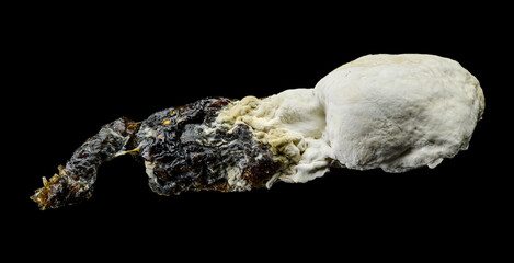 high detail of small finch bird poop