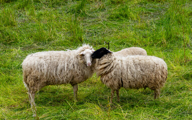 Hausschaf (ovis gmelini aries), Schafherde auf einer Weide an der Oder zwischen Polen und Deutschland, Brandenburg, Deutschland