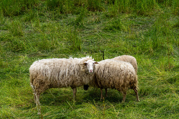 Fototapeta premium Hausschaf (ovis gmelini aries), Schafherde auf einer Weide an der Oder zwischen Polen und Deutschland, Brandenburg, Deutschland