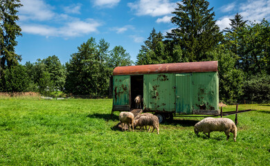 Hausschaf (ovis gmelini aries), Schafherde auf einer Weide an der kleinen Sternwarte Königsdorf...