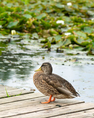 duck  on a wooden bridge in the park.