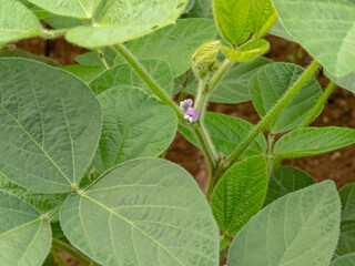 Glycine max, soybean, soy bean or soya bean flowering plant with small purple flowers.