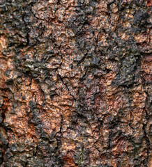 Bark pattern is seamless texture from tree. For background