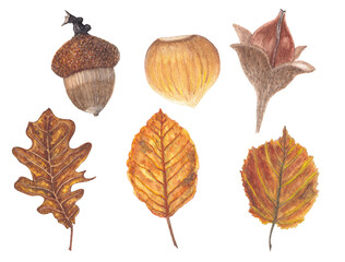 Beech tree nut, oak tree acorn and hazelnut autumn nuts and leaves, hand painted watercolor illustration on white background