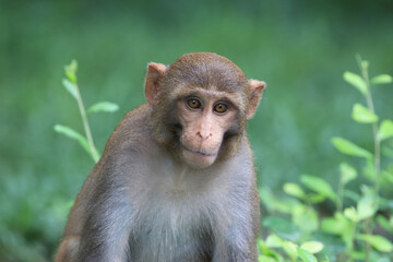 portrait of a rhesus monkey.this photo was taken from Bangladesh.