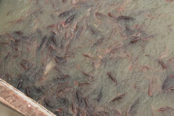 Top View of Large group of fishes in the water of small lake, large fishes