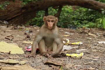 Naklejka premium A Baby monkey sitting on the ground with a green jungle or forest in the background, ground with trash, In kushmi Jungle