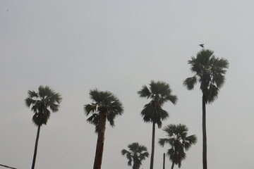 Silhouette style image Palm tree with cloudy weather  
