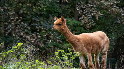 Alpaca