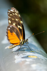 Butterfly Schmetterling