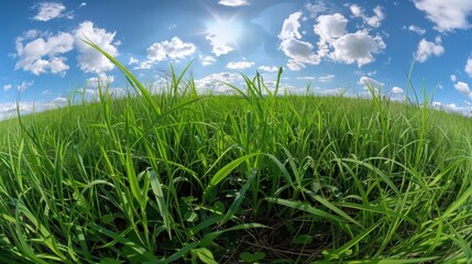 Obraz premium Lush Green Grass Field with Blue Sky and Sun