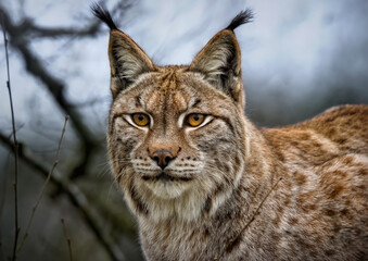 A close up of an Eurasian Lynx 