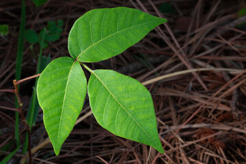 Dark forest with poison ivy