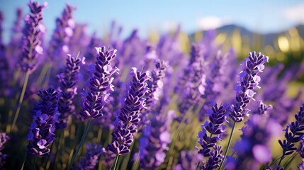 Obraz premium A photo of a field of lavender flowers