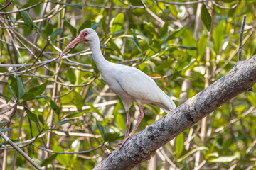 American white ibis (Eudocimus albus) in mangrove forest in Juan Venado island nature reserve in Nicaragua Central America