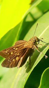 Pelopidas mathias, is a butterfly belonging to the Hesperiidae family. This butterfly is found in most of southern, Southeast Asia and East Asia