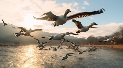 A photo of a flock of geese flying