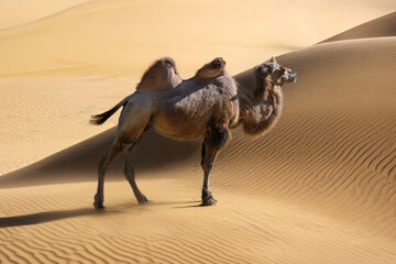 Kamel in der W&uuml;ste