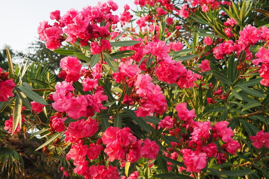 Nerium oleander, rosebay cultivated worldwide in temperate and subtropical areas as an ornamental and landscaping plant. Genus Nerium, Apocynoideae, Apocynaceae. Montenegro, Adriatic, Mediterranean