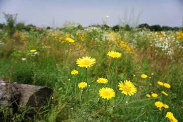 Obraz premium yellow flowers on meadow