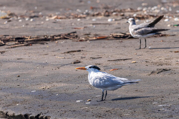 Royal Tern (Thalasseus maximus) at beach of Las Penitas entrance to Juan Venado island nature...