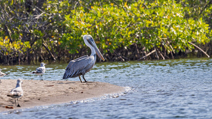 Brown pelican (Pelecanus occidentalis) surrounded by other birds at beach in Las Penitas entrance...