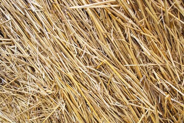 Wheat dry straw texture background, beveled wheat, cereal crops, top view
