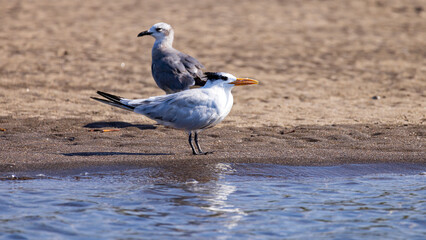 Royal Tern (Thalasseus maximus) at beach of Las Penitas entrance to Juan Venado island nature reserve in Nicaragua Central America