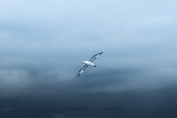 Flying Seagull on the moody sky background