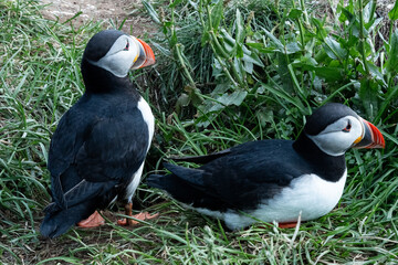 Pair of Atlantic Puffins on the grass