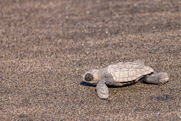 View of newborn baby hawksbill sea turtle (Eretmochelys imbricata) released from turtle shelter at beach in Juan Venado island nature reserve in Nicaragua Central America
