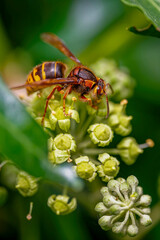 Macro shot from a hornet (Vespa crabro) on ivy blossoms in the sunshine.