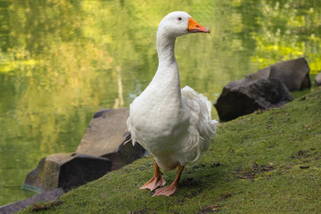 An adult domestic goose stands on the green grass near the pond and looks toward the camera lens on a sunny summer day. 