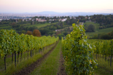 Naklejka premium Vineyard rows during harvest season. Grapes cultivation for the production of wine in vineyards in Vienna, Kahlenberg mountain. The concept of traditional agriculture of Austria