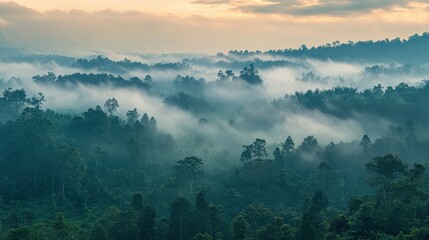 Fototapeta premium Serene Dawn in Misty Forest: Tranquil Morning with Foggy Sky and Low-hanging Clouds over Dense Woodland