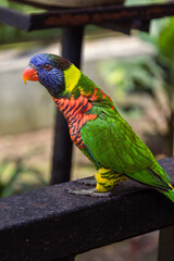 Rainbow Lorikeet at Kuala Lumpur BirdPark