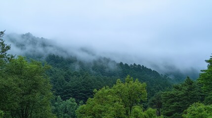 Tranquil Morning Scene with Misty Clouds Blanketing Forest Canopy