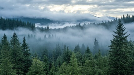 Fototapeta premium Serene Morning: Misty Forest with Low-Hanging Clouds