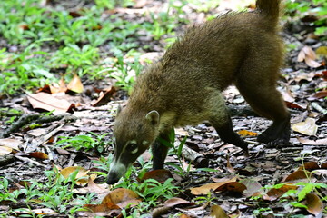 Nasua suddenly appears out of the jungle in the north west part of Belize
