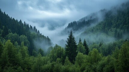 Serene Forest Morning with Low Clouds Blanketing the Sky