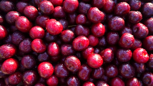 Cherry with drops water, background, texture. Lots of cherries on sunset. Cherry background. Beautiful Red berries background. Delicious Cherry berry background. Bunch of red cherries in bright light