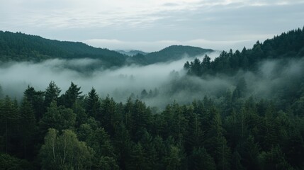 Fototapeta premium Serene Morning with Low Clouds Blanketing Forest Canopy